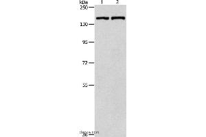 Western blot analysis of Hela cell and mouse lung tissue, using PTCH1 Polyclonal Antibody at dilution of 1:900 (Patched 1 抗体)