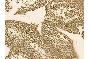PLCZ1 Mouse Monoclonal Antibody at 1/100 staining mouse testis tissue by IHC-P.