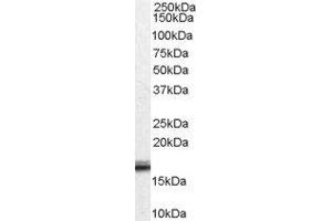 Western Blotting (WB) image for Von Hippel-Lindau Tumor Suppressor, E3 Ubiquitin Protein Ligase (VHL) peptide (ABIN369828) (Von Hippel-Lindau Tumor Suppressor, E3 Ubiquitin Protein Ligase (VHL) Peptide)