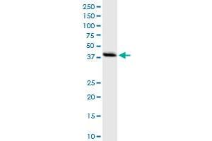 Immunoprecipitation of DNMT3L transfected lysate using anti-DNMT3L MaxPab rabbit polyclonal antibody and Protein A Magnetic Bead , and immunoblotted with DNMT3L purified MaxPab mouse polyclonal antibody (B01P) . (DNMT3L 抗体  (AA 1-386))
