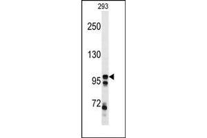 Image no. 1 for anti-C-Mer Proto-Oncogene Tyrosine Kinase (MERTK) antibody (ABIN360227) (MERTK 抗体)