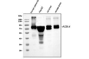 Western blot analysis of FACL4/ACSL4 using anti-FACL4/ACSL4 antibody (ABIN7602756).