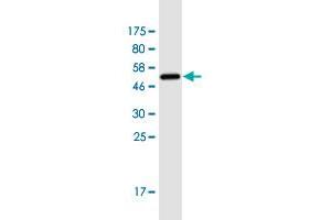 Western Blotting (WB) image for anti-Galectin 3 (LGALS3) (AA 1-250) antibody (ABIN1326929)