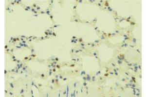ABIN6273893 at 1/100 staining Mouse lung tissue by IHC-P. (GPR78 抗体)