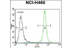 MST1 Antibody (C-term) (ABIN656286 and ABIN2845595) flow cytometric analysis of NCI- cells (right histogram) compared to a negative control cell (left histogram).