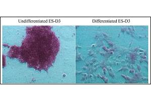 Staining of Undifferentiated and Differentiated ES cells using the StemTAG™ Alkaline Phosphatase Staining Kit. (StemTAG™ Alkaline Phosphatase Staining Kit (Red))