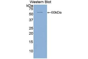 Western blot analysis of the recombinant protein. (ICAM5 抗体  (AA 409-674))