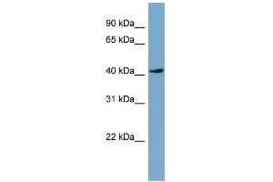 WB Suggested Anti-TSSK2 Antibody Titration: 0. (TSSK2 抗体  (Middle Region))