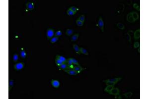 Immunofluorescent analysis of HepG2 cells using ABIN7148573 at dilution of 1:100 and Alexa Fluor 488-congugated AffiniPure Goat Anti-Rabbit IgG(H+L) (Corneodesmosin 抗体  (AA 40-229))