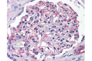 Anti-5HT1E Receptor antibody IHC of human kidney. (Serotonin Receptor 1E 抗体  (Cytoplasmic Domain))