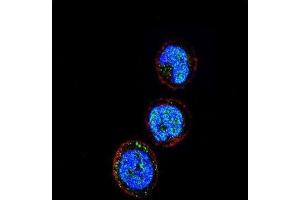 Immunofluorescence (IF) image for anti-Killer Cell Lectin-Like Receptor Subfamily C, Member 1 (KLRC1) antibody (ABIN2936813) (KLRC1 抗体)