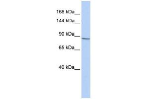 WB Suggested Anti-KCNB1 Antibody Titration:  0. (Kv2.1/KCNB1 抗体  (Middle Region))