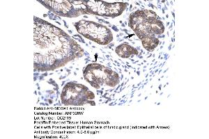 Human Stomach (MEOX1 抗体  (N-Term))