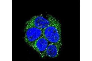 Immunofluorescence (IF) image for anti-Leucine-Rich Repeat Containing G Protein-Coupled Receptor 5 (LGR5) antibody (ABIN3001604) (LGR5 抗体)