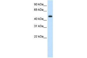 WB Suggested Anti-ELF3 Antibody Titration:  2. (ELF3 抗体  (Middle Region))