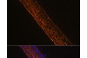 Immunofluorescence analysis of Mouse eye using MYH13 Polyclonal Antibody at dilution of 1:100 (40x lens). (MYH13 抗体)