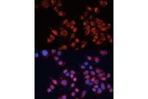 Immunofluorescence analysis of HeLa cells using Cation-independent M6PR (Cation-independent M6PR (IGF2R)) antibody (ABIN6130063, ABIN6142247, ABIN6142248 and ABIN6216853) at dilution of 1:100. (IGF2R 抗体  (AA 2327-2491))