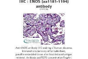 Image no. 1 for anti-Nitric Oxide Synthase 3 (Endothelial Cell) (NOS3) (AA 1181-1194) antibody (ABIN1734039) (ENOS 抗体  (AA 1181-1194))
