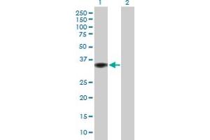 Western Blot analysis of GIMAP2 expression in transfected 293T cell line by GIMAP2 MaxPab polyclonal antibody. (GIMAP2 抗体  (AA 1-337))