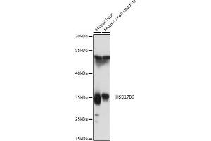 Western blot analysis of extracts of various cell lines, using HSD17B6 antibody (ABIN7267810) at 1:1000 dilution. (HSD17B6 抗体  (AA 178-317))