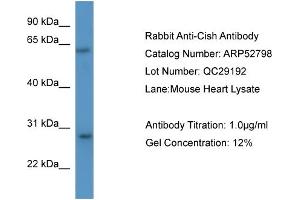WB Suggested Anti-Cish  Antibody Titration: 0. (CISH 抗体  (N-Term))