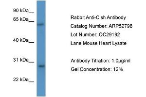 WB Suggested Anti-Cish  Antibody Titration: 0. (CISH 抗体  (N-Term))