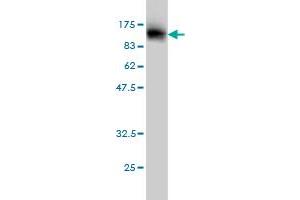 Western Blotting (WB) image for anti-Signal Transducer and Activator of Transcription 4 (STAT4) (AA 1-748) antibody (ABIN563030)