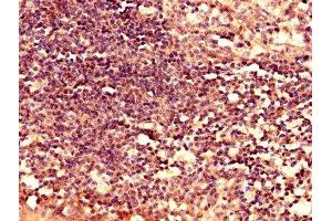 Immunohistochemistry analysis of human tonsil tissue using ABIN7158630 at dilution of 1:100 (LY6H 抗体  (AA 26-115))