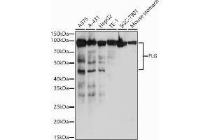 Western blot analysis of extracts of various cell lines, using FLG antibody (ABIN7267204) at 1:1000 dilution. (Filaggrin 抗体)