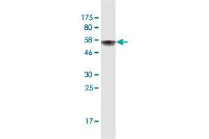 Western Blot detection against Immunogen (62. (AIFM2 抗体  (AA 1-339))