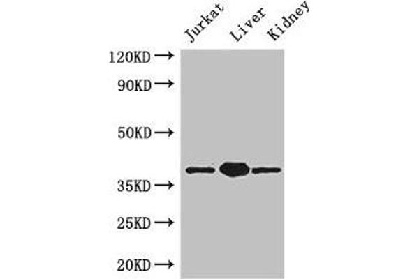 PINX1 antibody  (AA 151-299)