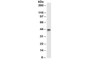 Western blot testing of MCF7 cell lysate with MFGE8 antibody (clone SPM291).