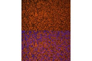 Immunofluorescence analysis of mouse embryos cells using PTCH1 antibody (ABIN7269184) at dilution of 1:100. (Patched 1 抗体  (AA 770-970))