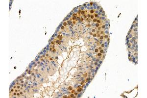 Phospho-IRF7 (Ser439) Antibody at 1/100 staining Mouse testis tissue by IHC-P. (IRF7 抗体  (pSer439))
