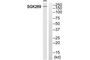 Western blot analysis of extracts from 3T3 cells, using SGK269 antibody. (PEAK1 抗体  (N-Term))