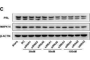 Western Blotting (WB) image for anti-Actin, beta (ACTB) antibody (ABIN3020544)