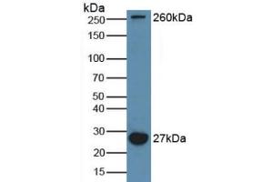 Western blot analysis of Mouse Brain Tissue. (MAP1A 抗体  (AA 2552-2759))