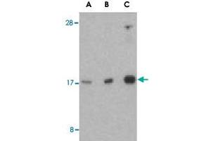 Western blot analysis of RHEB in mouse brain tissue lysate with RHEB polyclonal antibody  at (A) 1, (B) 2, and (C) 4 ug/mL . (RHEB 抗体  (Internal Region))