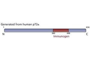 Image no. 2 for anti-Tumor Protein P73 (TP73) (AA 380-367) antibody (ABIN967629) (Tumor Protein p73 抗体  (AA 380-367))