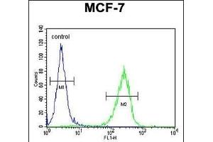 C Antibody (C-term) (ABIN654765 and ABIN2844446) flow cytometric analysis of MCF-7 cells (right histogram) compared to a negative control cell (left histogram). (CO027 (AA 503-531), (C-Term) 抗体)