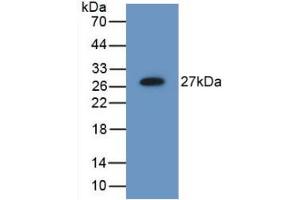 Figure. (C6orf150 抗体  (AA 211-395))