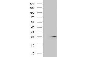 Western Blotting (WB) image for anti-MOB Kinase Activator 1B (MOB1B) antibody (ABIN1499532) (MOBKL1A 抗体)