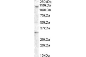 Image no. 1 for anti-G Protein-Coupled Receptor 125 (GPR125) (Internal Region) antibody (ABIN374967) (GPR125 抗体  (Internal Region))