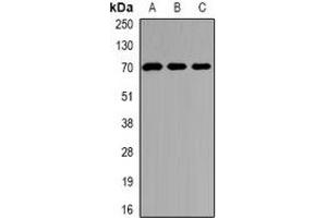 Western blot analysis of Kv4. (KCND2 抗体)