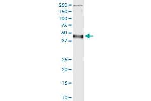 Immunoprecipitation of IRF9 transfected lysate using anti-IRF9 MaxPab rabbit polyclonal antibody and Protein A Magnetic Bead , and immunoblotted with IRF9 purified MaxPab mouse polyclonal antibody (B01P) . (IRF9 抗体  (AA 1-393))