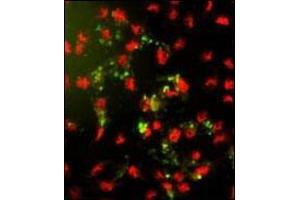Immunofluorescence analysis of AP18157PU-N PPP2R2B Antibody (Center) with hela cells. (PPP2R2B 抗体  (AA 110-139))