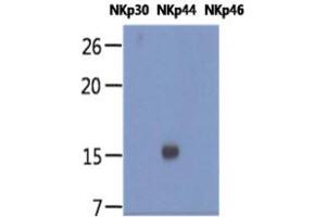 The recombinant human proteins of NKp30, NKp44, and NKp46 (each 20ng per well) were resolved by SDS-PAGE, transferred to PVDF membrane and probed with anti-human NKp44 antibody (1:1000). (NKp44/NCR2 抗体)
