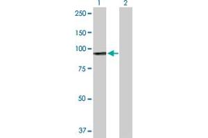 Western Blot analysis of H6PD expression in transfected 293T cell line by H6PD MaxPab polyclonal antibody. (Glucose-6-Phosphate Dehydrogenase 抗体  (AA 1-791))
