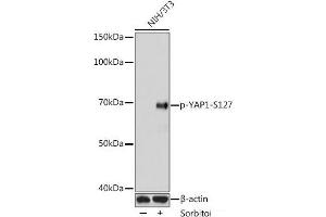 Western blot analysis of extracts of NIH3T3 cells using Phospho-YAP1(S127) Polyclonal Antibody at dilution of 1:1000. (YAP1 抗体  (pSer127))