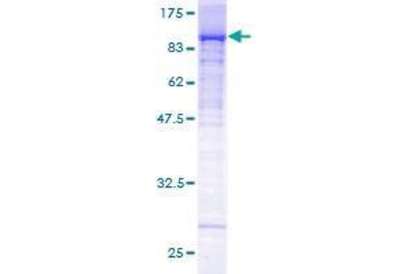 RPAP3 Protein (AA 1-631) (GST tag)